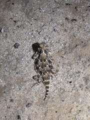 Phrynosoma goodei