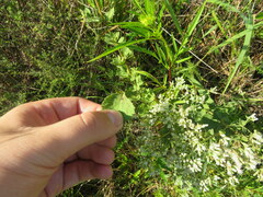 Eupatorium pubescens