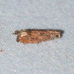 Epiblema abruptana