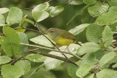Geothlypis philadelphia