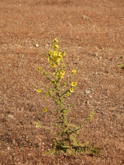 Verbascum sinuatum