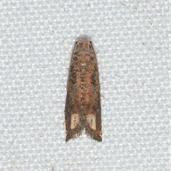 Epiblema abruptana