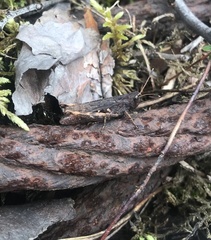 Gomphocerippus rufus