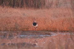Vanellus chilensis