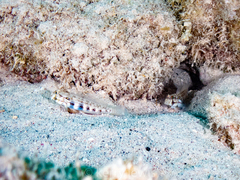 Gnatholepis thompsoni