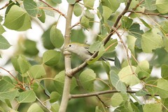 Setophaga pensylvanica