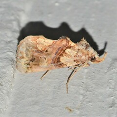 Plusiodonta compressipalpis