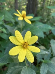 Helianthus decapetalus