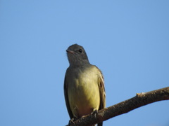 Elaenia flavogaster