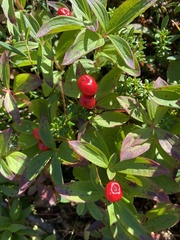 Cornus suecica
