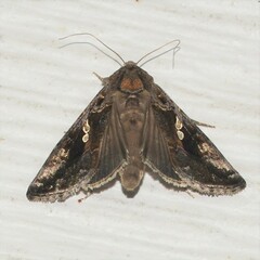 Chrysodeixis includens