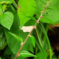 Sterrhinae