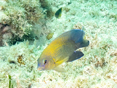 Stegastes xanthurus