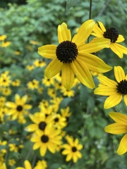 Rudbeckia
