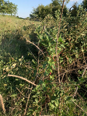 Rubus allegheniensis