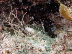 Malacoctenus macropus