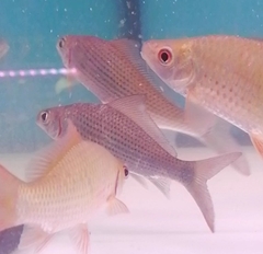 Labiobarbus leptocheilus