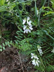Vicia sylvatica