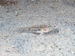 Coryphopterus venezuelae