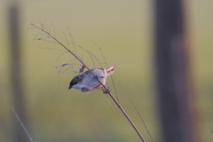 Microspingus melanoleucus