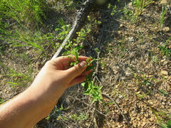Trichostema dichotomum
