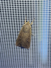 Mythimna unipuncta