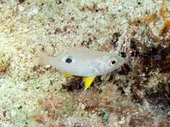 Lutjanus synagris
