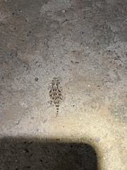 Phrynosoma goodei