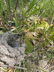 Sarracenia psittacina