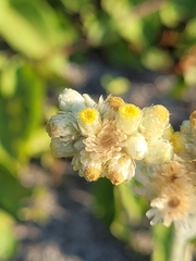 Pseudognaphalium stramineum