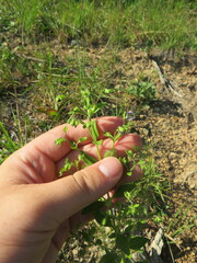 Trichostema dichotomum