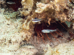 Malacoctenus macropus