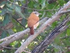 Furnarius leucopus