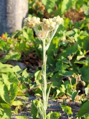 Pseudognaphalium stramineum