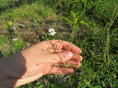 Symphyotrichum dumosum