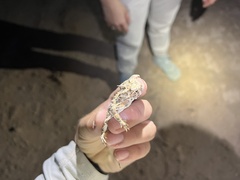 Phrynosoma goodei