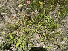 Sarracenia psittacina