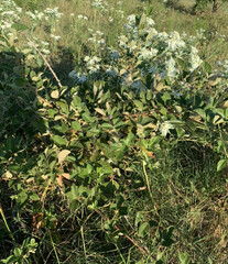 Rubus allegheniensis