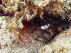 Actinopterygii