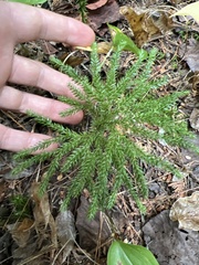 Dendrolycopodium dendroideum