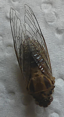 Cicadettinae
