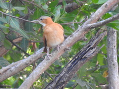 Furnarius leucopus