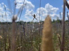 Argiope trifasciata