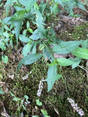 Persicaria punctata