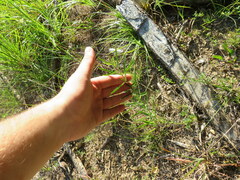 Eupatorium torreyanum