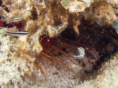 Actinopterygii