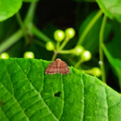 Ricaniidae