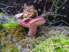 Russula xerampelina