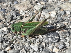 Decticus verrucivorus