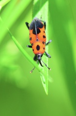 Rhodobaenus quinquepunctatus